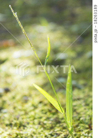 雑草 雑草 18263189