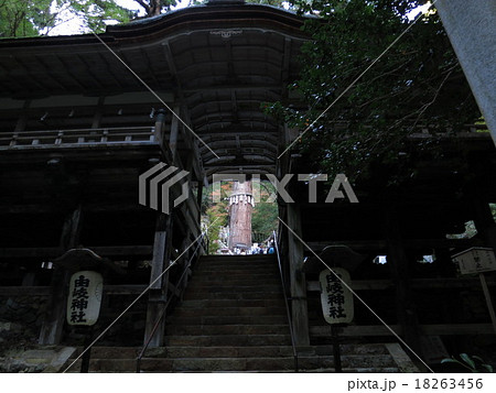 京都　由岐神社大杉さん 18263456