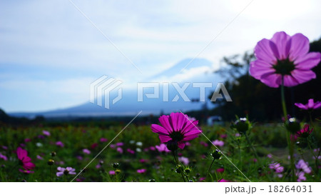 富士山のふもとにある花 18264031