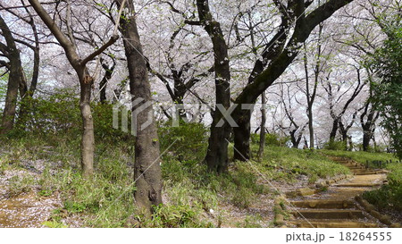 洗足桜山 18264555