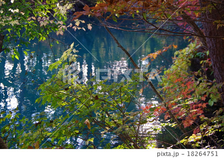 五色沼の紅葉 18264751