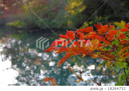 五色沼の紅葉 五色沼の紅葉 18264752