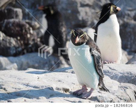 ペンギンエリア冬の訪れ 葛西臨海水族園にて ペンギン讃歌