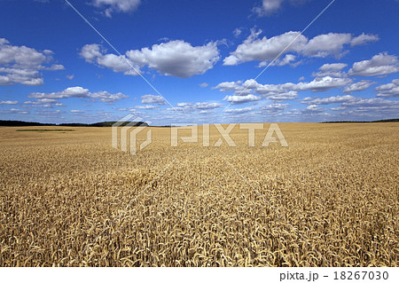 agricultural field  18267030