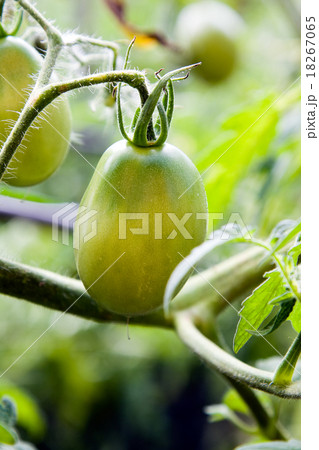 unripe tomatoes unripe tomatoes 18267065