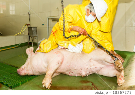 Red Meat Industry Pork Processing Unit Operations Red Meat Industry Pork Processing Unit Operations 18267275