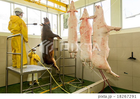 Workers Singeing Pork Carcasses Workers Singeing Pork Carcasses 18267291