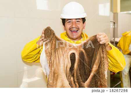 Happy Slaughterhouse Butcher With Cattle Organ Happy Slaughterhouse Butcher With Cattle Organ 18267298