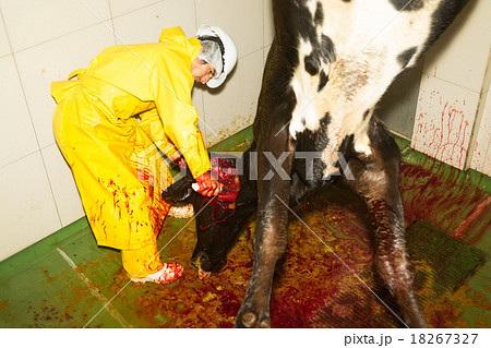 Slaughterhouse Butcher Decapitating A Cattle 18267327
