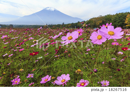 富士山 18267516