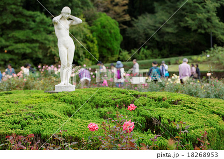 神代植物公園の淡い赤色のバラの花に彫刻の写真素材 1653