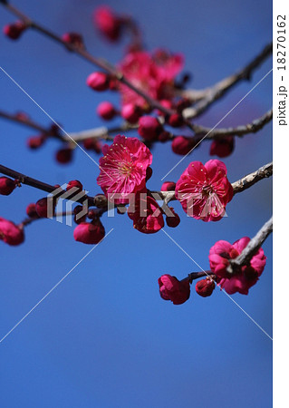 紅梅 花言葉は「優美」 紅梅 花言葉は「優美」 18270162