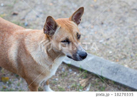 Hopeful homeless dog 18270335