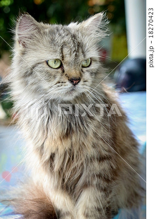 Cute grey persian cat - angry face  18270423