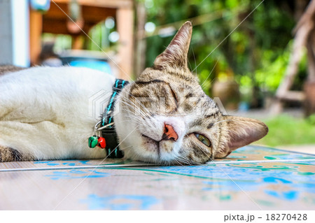 Cat sleeping on the floor 18270428