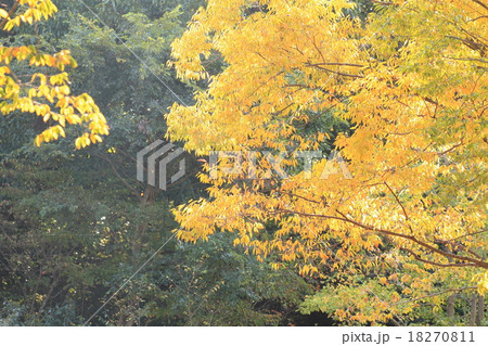 秋の公園　ケヤキ黄葉 18270811