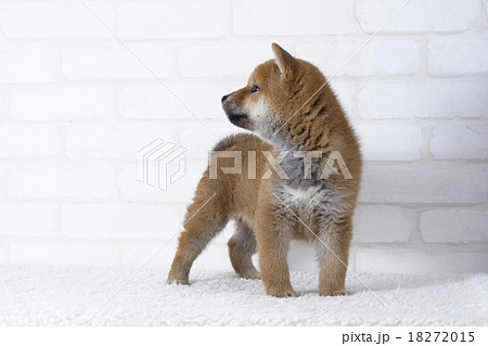 後ろが気になる柴犬の写真素材 1715