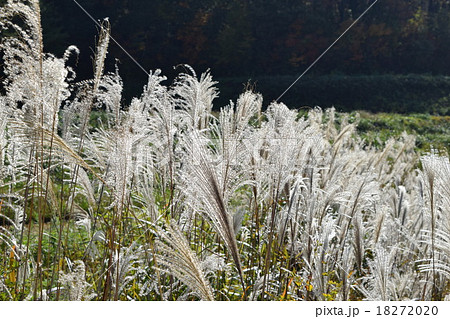 ススキ 18272020