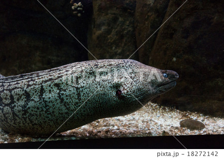 Moray eel with the opened mouth. 18272142