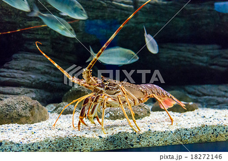 Colourful Tropical Rock lobster under water 18272146