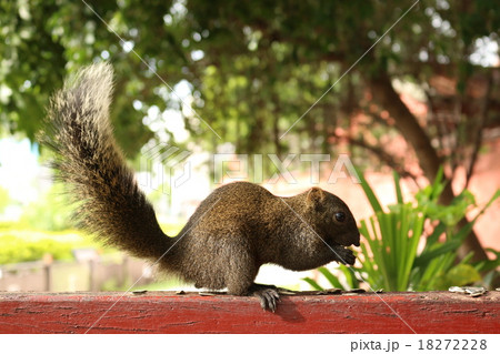 かわいい 可愛い キュート 18272228