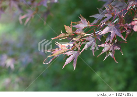 もみじの」種 18272855