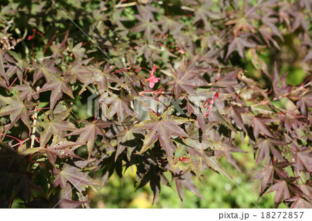 もみじの赤い種 18272857
