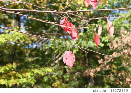 もう少しで 18272859