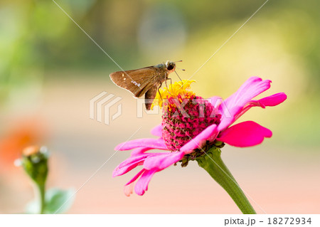 イチモンジセセリとピンクの百日草 イチモンジセセリとピンクの百日草 18272934