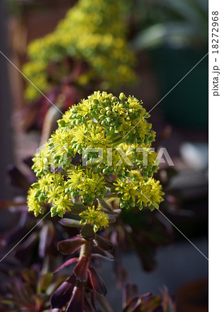 アエオニューム　冬の黒法師 18272968