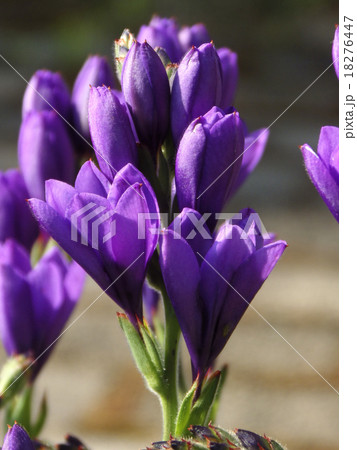 蕾のバビアナ 蕾のバビアナ 18276447