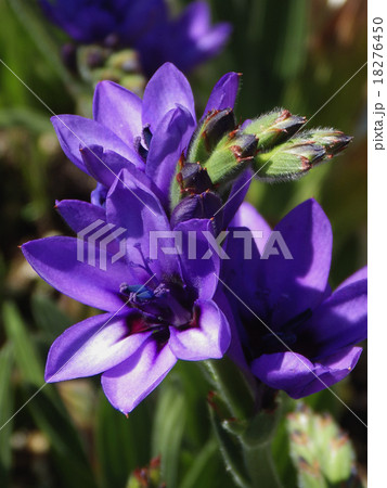 バビアナのアップ バビアナのアップ 18276450