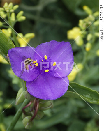 ムラサキツユクサとミツバチ（上から） 18276452