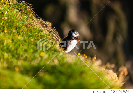 Atlantic puffin in Western Iceland Atlantic puffin in Western Iceland 18276926