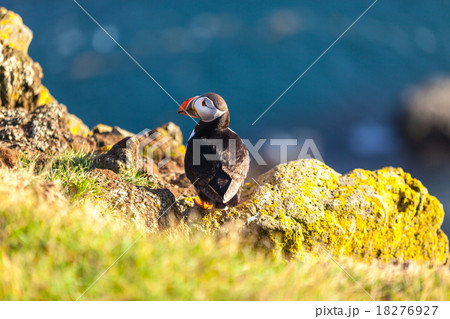 Atlantic puffin in Western Iceland 18276927