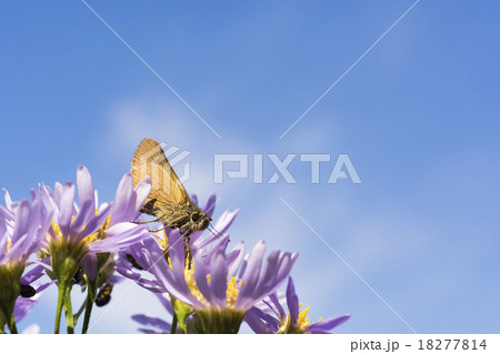 秋のイチモンジセセリ 18277814