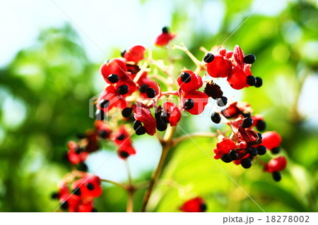 ゴンズイの赤い実 18278002