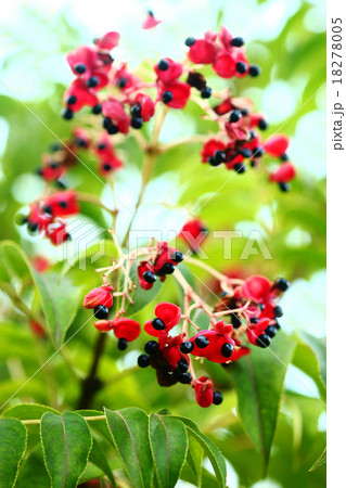 ゴンズイの赤い実 18278005