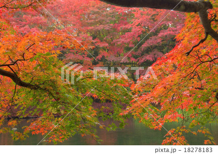 軽井沢の紅葉 18278183