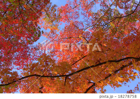 軽井沢の紅葉 軽井沢の紅葉 18278758