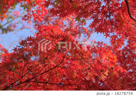 軽井沢の紅葉 軽井沢の紅葉 18278759