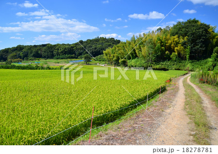 秋の山の辺の道 18278781