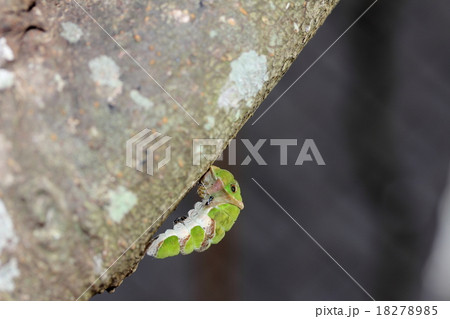 クロアゲハの幼虫と寄生蜂 クロアゲハの幼虫と寄生蜂 18278985