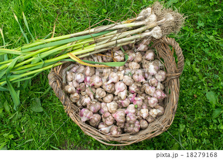 Fresh garlic in the wicker basket Fresh garlic in the wicker basket 18279168