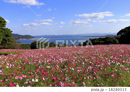 コスモス コスモス 18280315