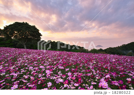 コスモス コスモス 18280322