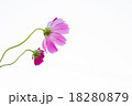 フラワー 18280879
