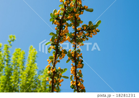 ピラカンサ 18281231