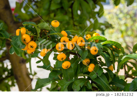 ピラカンサ 18281232