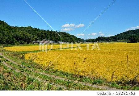 白河市散歩：刈入れまじかの稲穂 18281762